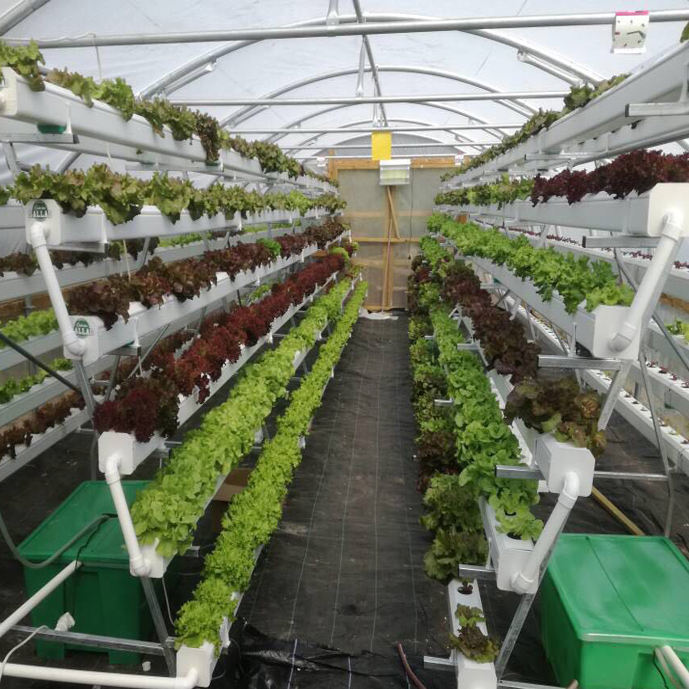 Skyplant greenhouse NFT channels growing lettuce