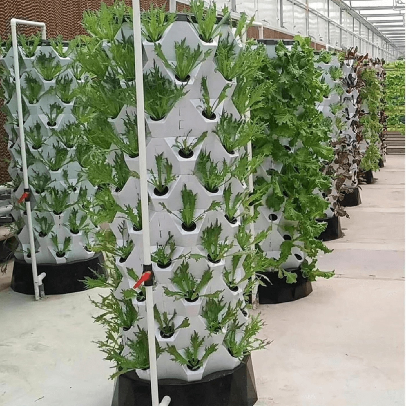 80-pod hydroponic pineapple towers growing leafy greens in a greenhouse